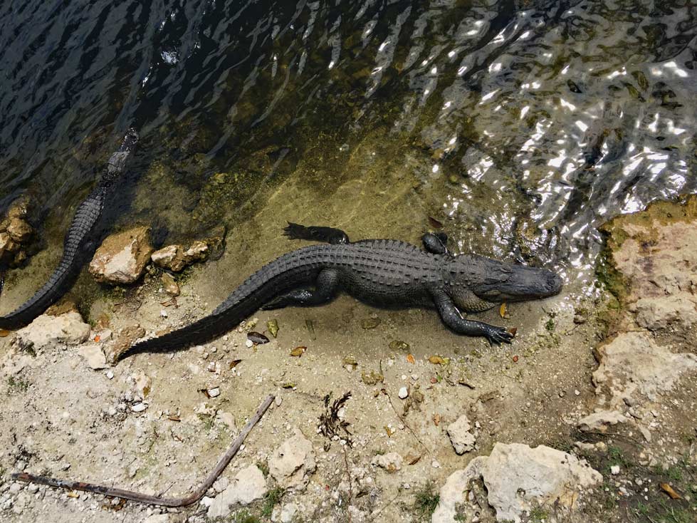 Alligator-Everglades-highlights-Florida-Roadtrip-mit-kindern-2-wochen