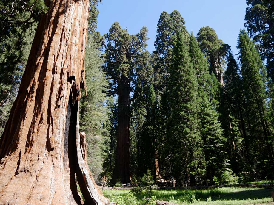 riesenmammutbaeume sequoia nationalpark mit kindern