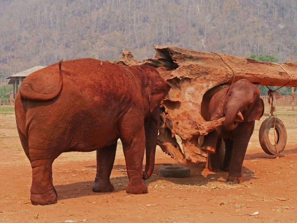 spielender-baby-elefant-elefantencamp-chiang-mai-mit-kindern
