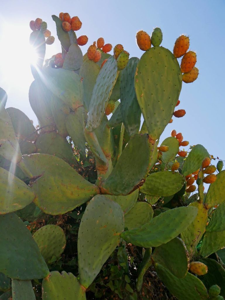 kaktusfeige urlaub sardinien mit kindern