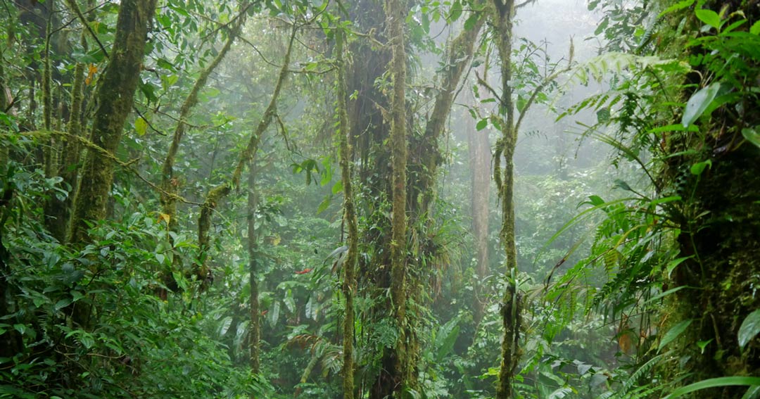Du betrachtest gerade Nebelwald Monteverde – Ausflüge und Tipps in reichhaltiger Natur