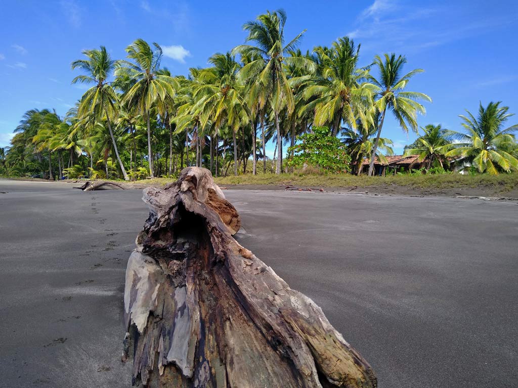 treibholz-am-dunklen-sandtrand-dahinter-palmen-in-costa-rica