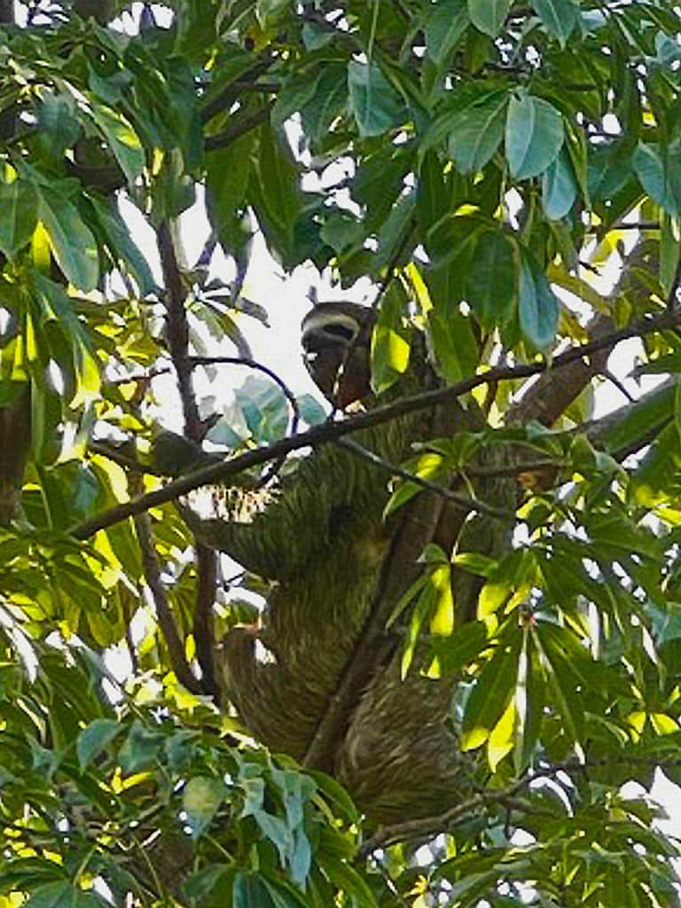 faultier-sitzt-im-baum-in-costa-rica