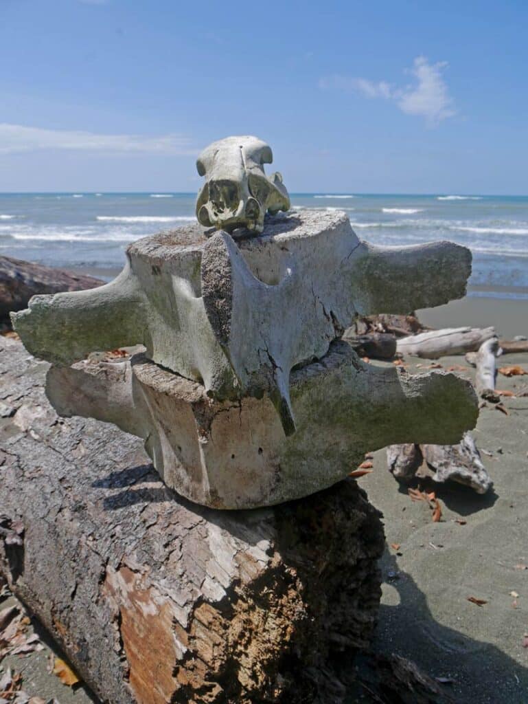 schaedel-skelett-liegt-auf-walknochen-an-einsamen-strand-im-corcovado-nationalpark