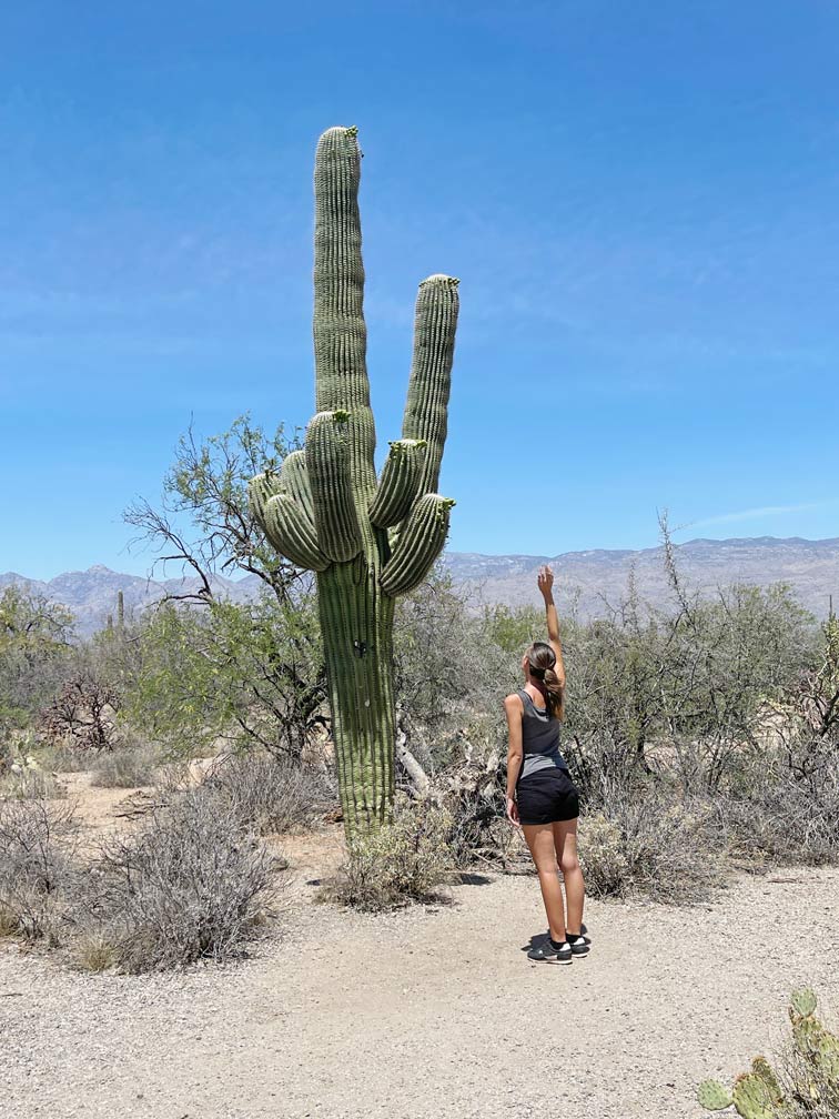 frau-steht-vor-grossem-gruenen-saguaro-kaktus-in-den-usa
