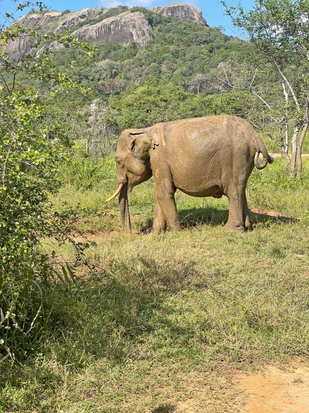 freilebender-elefant-in-sri-lanka