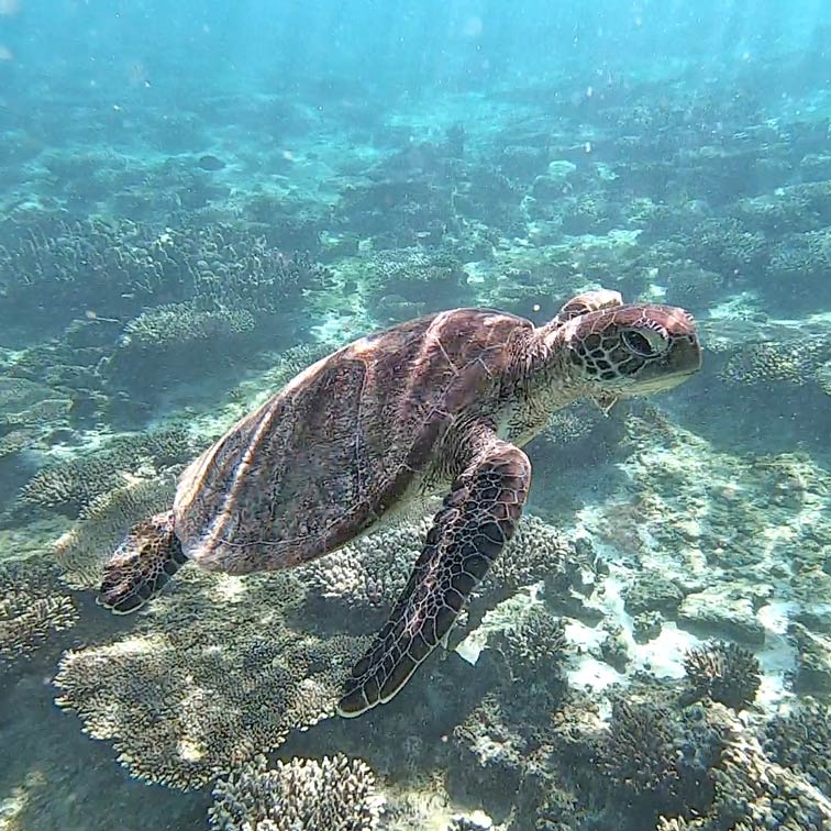 wasserschildkroete-schwimmt-im-klaren-wasser-im-ningaloo-reef-in-west-australien
