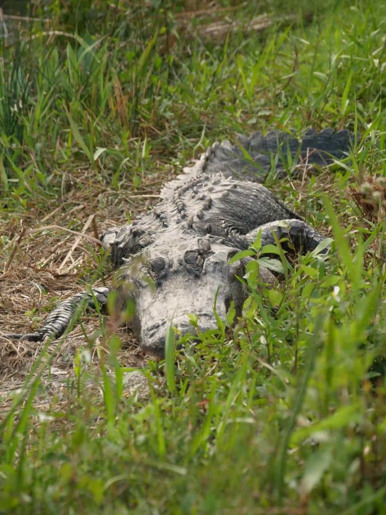 alligator-everglades-florida-mit-zelt