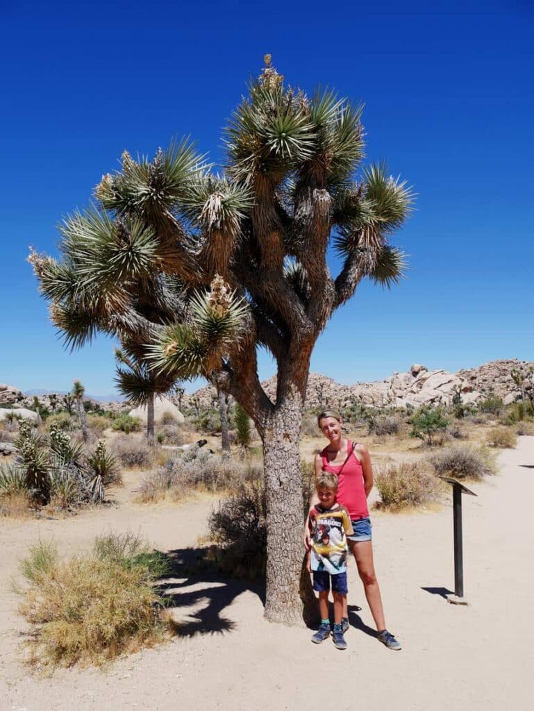 Mutter-und-sohn-stehen-vor-einem-joshua-tree-in-der-wueste-kaliforniens