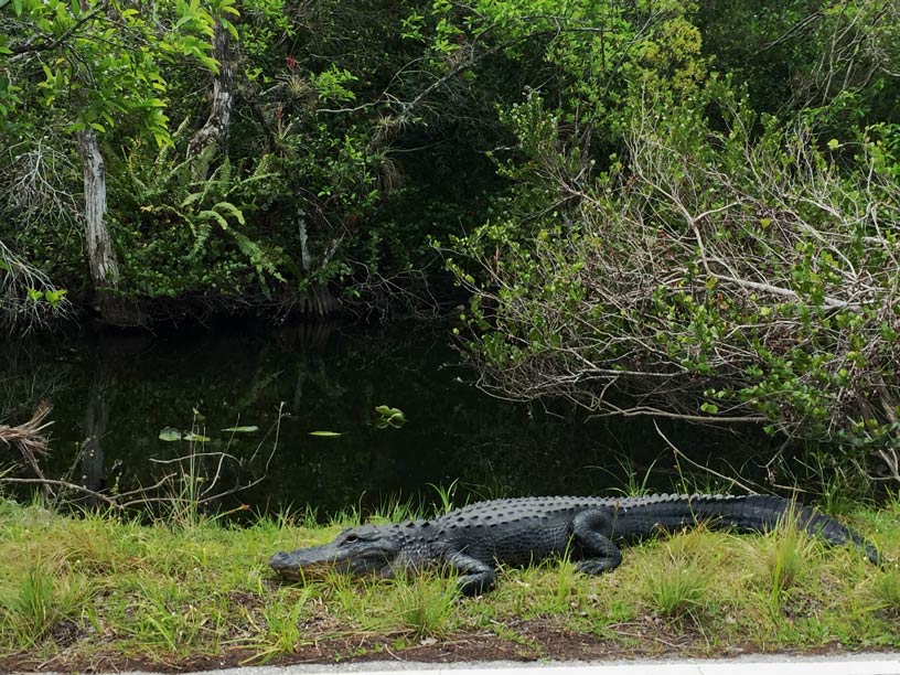 Alligator Everglades beliebteste sehenswuerdigkeiten florida it camper