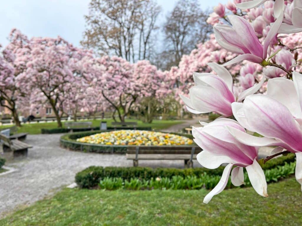 bluehende-magnolien-mit-blick-auf-tulpenbeet