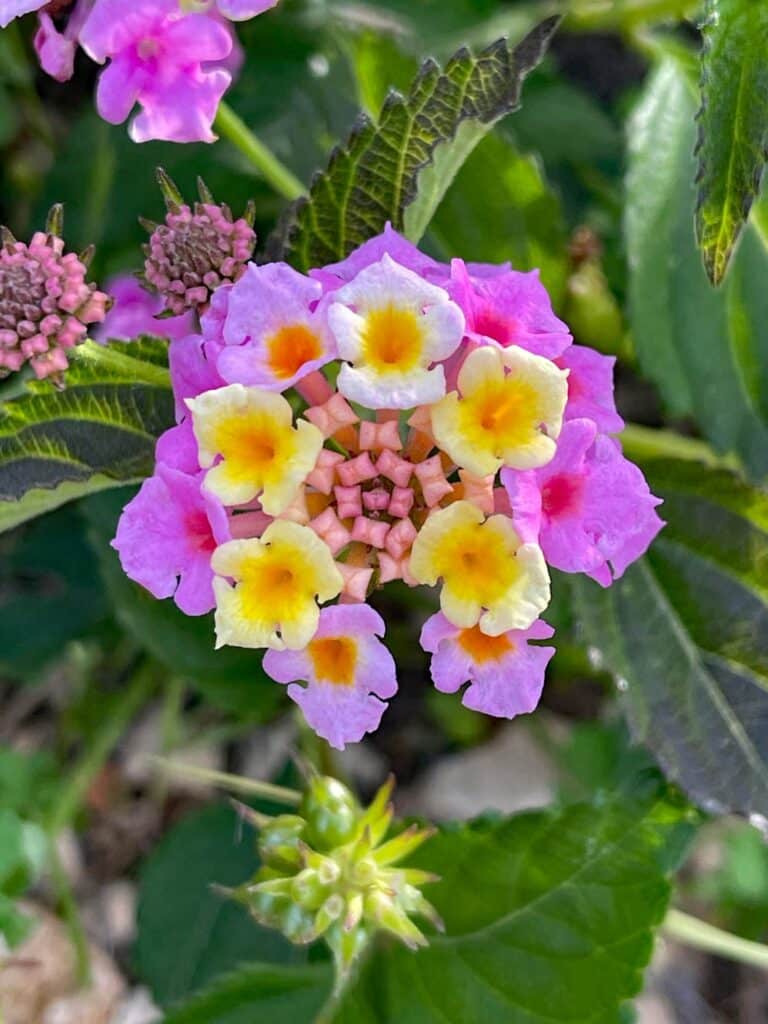 kakteengarten ayia napa sehenswuerdigkeiten