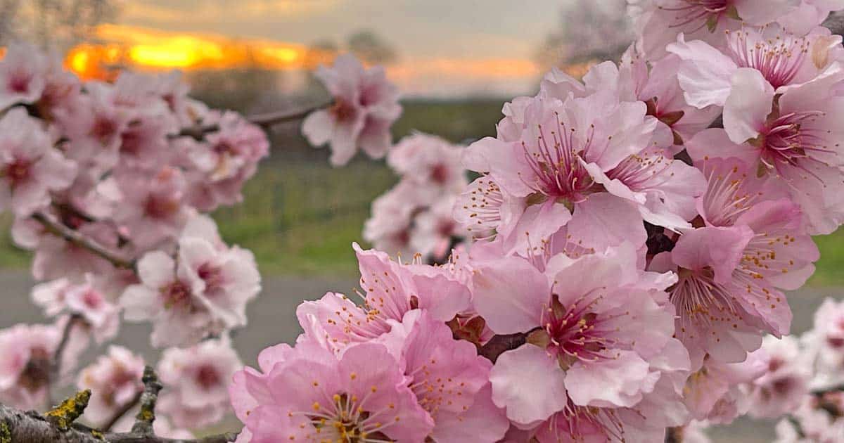 Du betrachtest gerade Die Magie der Mandelblüte Pfalz: Ein Frühlingstraum in Rosa
