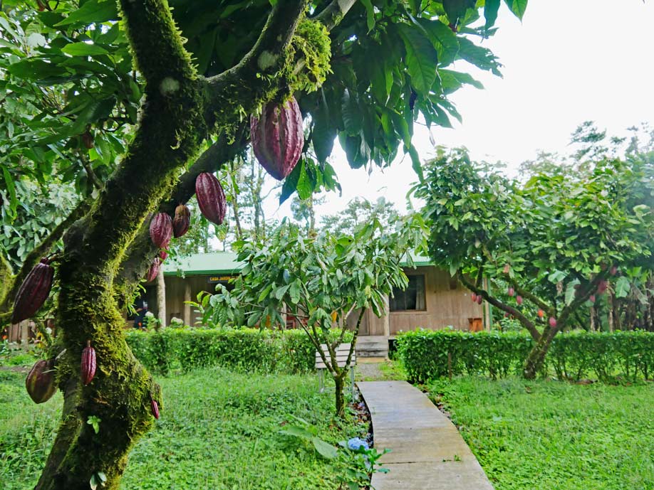 kakaoplantage costa rica rundreise