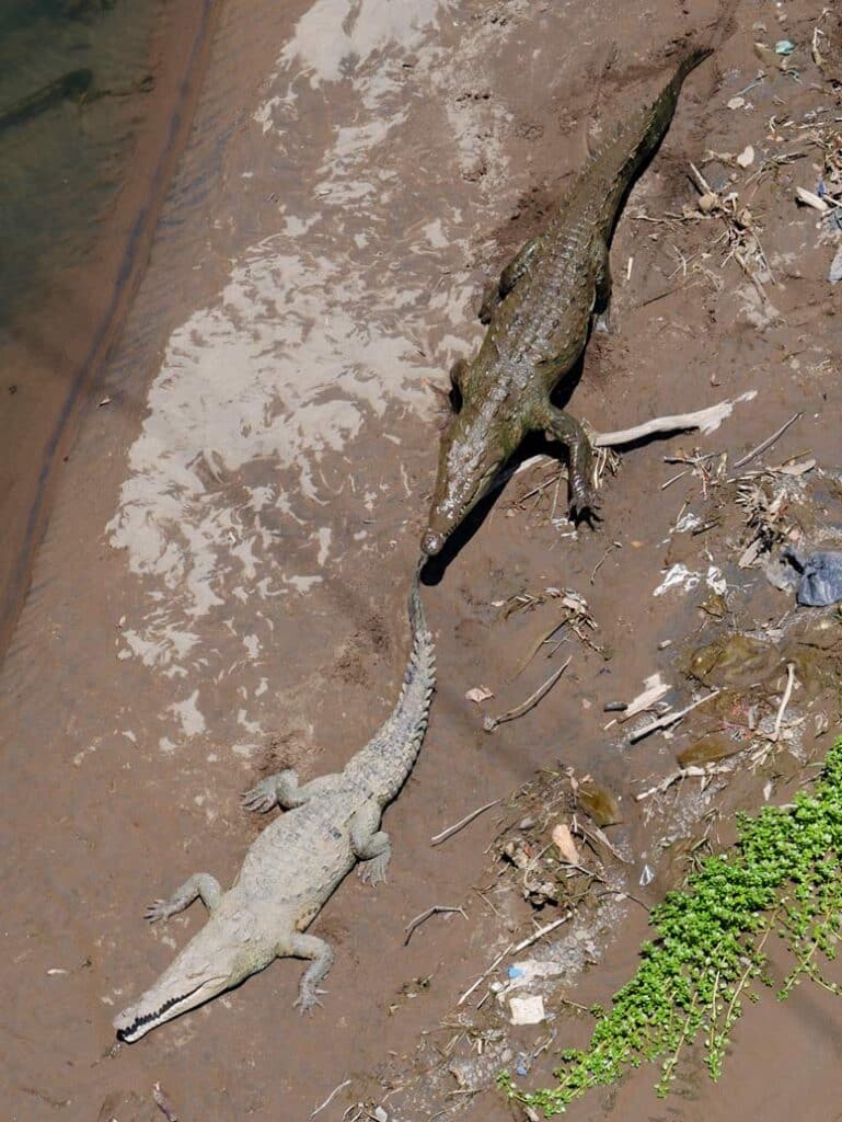 zwei-krokodile-in-costa-rica