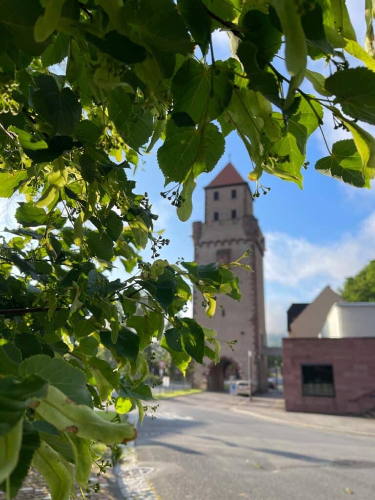 blick-durch-gruene-blaetter-auf-mainzer-tor