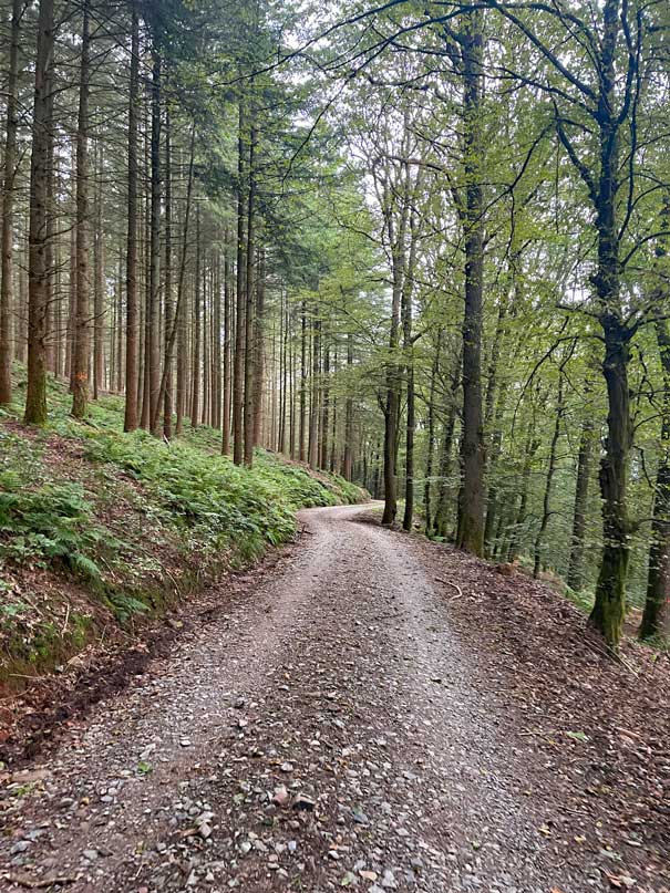 waldweg-der-sich-leicht-an-den-baeumen-entlang-schlaengelt